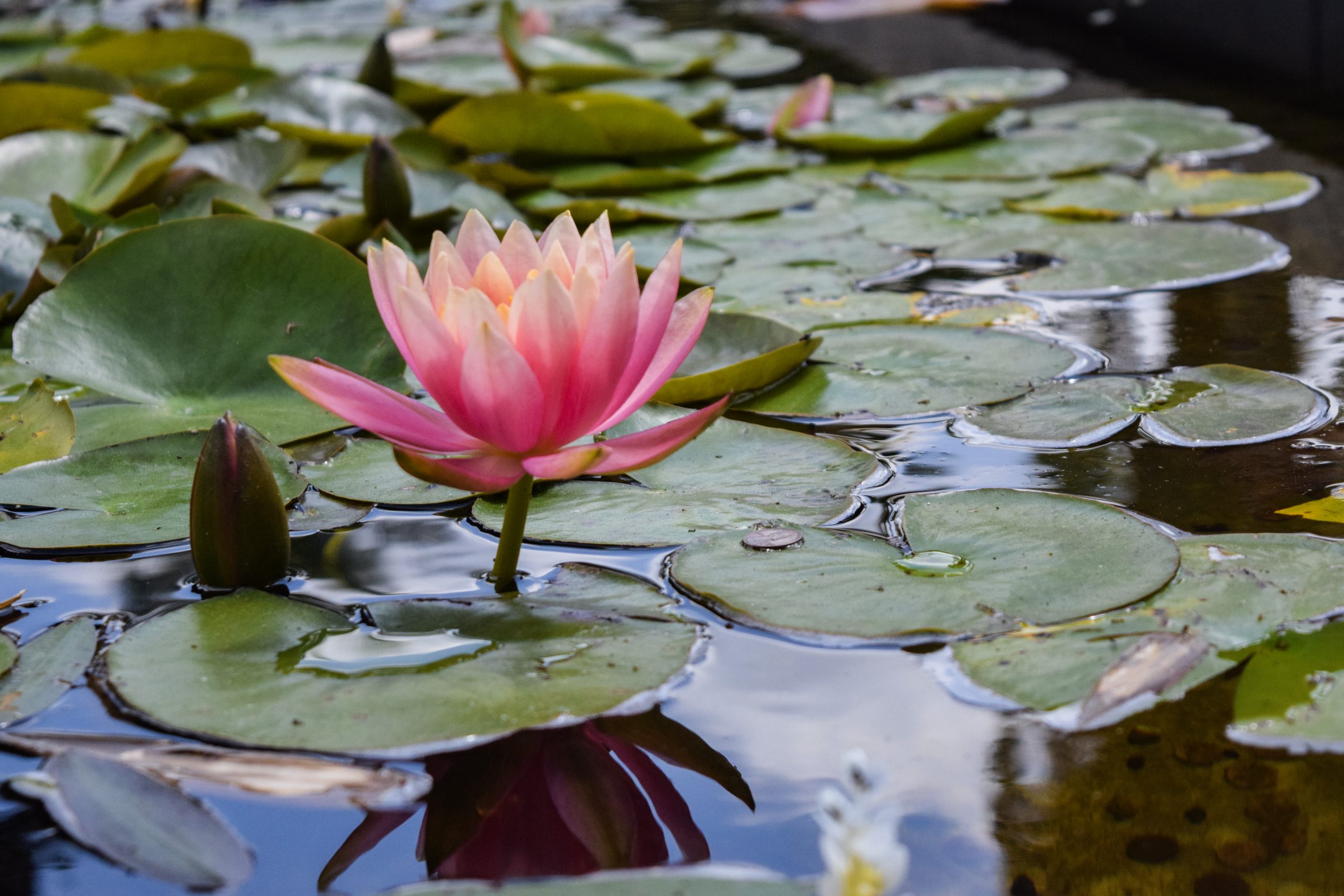 Photo of the Month: April